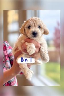 Maltipoo Puppies
