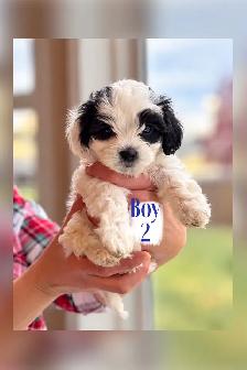 Maltipoo Puppies - Photo 2
