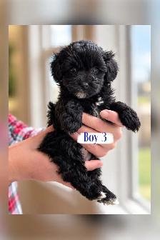 Maltipoo Puppies - Photo 3