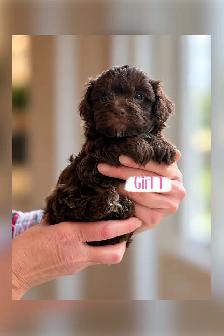 Maltipoo Puppies - Photo 4