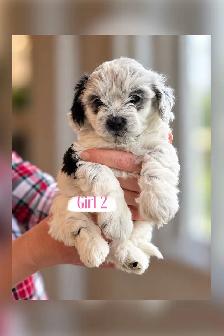 Maltipoo Puppies - Photo 5