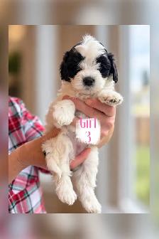 Maltipoo Puppies - Photo 6