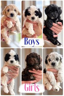 Maltipoo Puppies - Photo 7