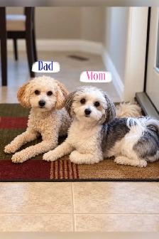 Maltipoo Puppies - Photo 8