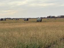 hay bales