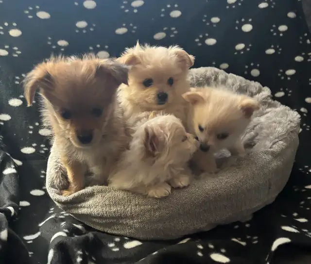 Pomeranian X Yorkie Puppies (1) left