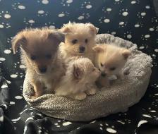 Pomeranian X Yorkie Puppies (1) left