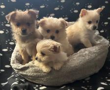 Pomeranian X Yorkie Puppies (1) left - Photo 2