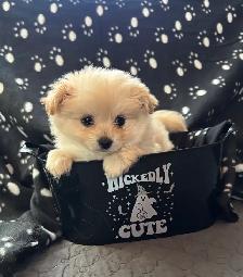 Pomeranian X Yorkie Puppies (1) left - Photo 3