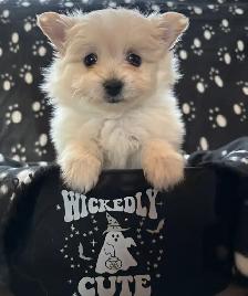Pomeranian X Yorkie Puppies (1) left - Photo 4