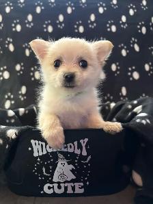 Pomeranian X Yorkie Puppies (1) left - Photo 5