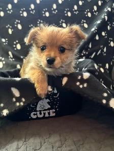 Pomeranian X Yorkie Puppies (1) left - Photo 6