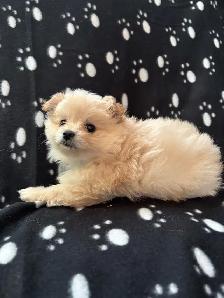 Pomeranian X Yorkie Puppies (1) left - Photo 7