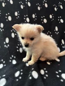 Pomeranian X Yorkie Puppies (1) left - Photo 8