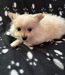 Pomeranian X Yorkie Puppies (1) left - Photo 9