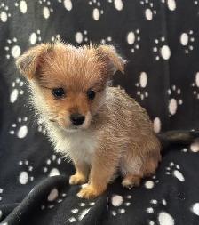 Pomeranian X Yorkie Puppies (1) left - Photo 10