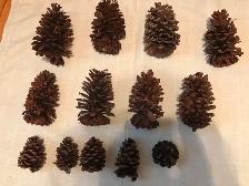 13 grosses cocottes (pommes de pin) 8: 8po et 7po,  5: 4po, 1 2$ - Photo 2