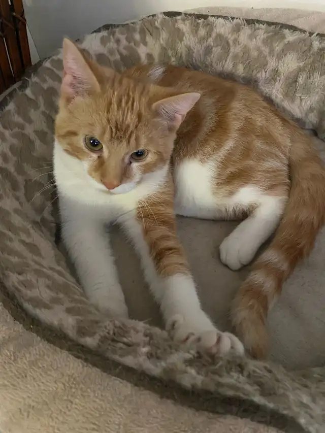 Adorable Sweet Male Kitten for Rehoming