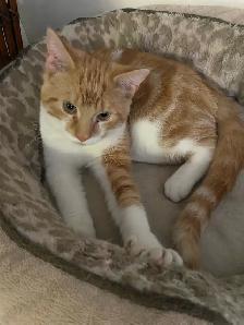 Adorable Sweet Male Kitten for Rehoming