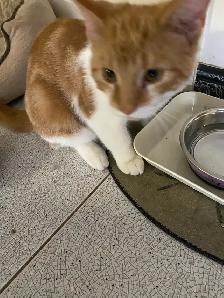 Adorable Sweet Male Kitten for Rehoming - Photo 2