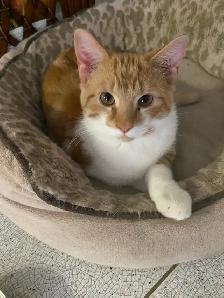 Adorable Sweet Male Kitten for Rehoming - Photo 3