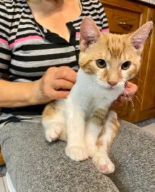 Adorable Sweet Male Kitten for Rehoming - Photo 4
