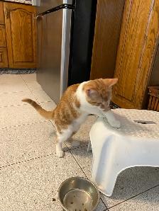 Adorable Sweet Male Kitten for Rehoming - Photo 5