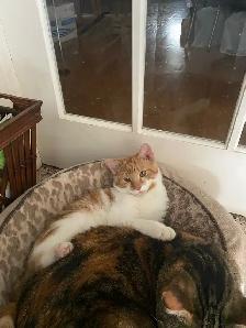 Adorable Sweet Male Kitten for Rehoming - Photo 7