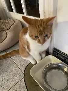 Adorable Sweet Male Kitten for Rehoming - Photo 8