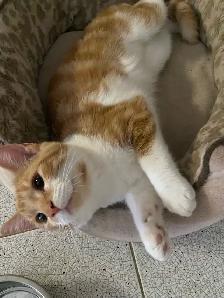 Adorable Sweet Male Kitten for Rehoming - Photo 9