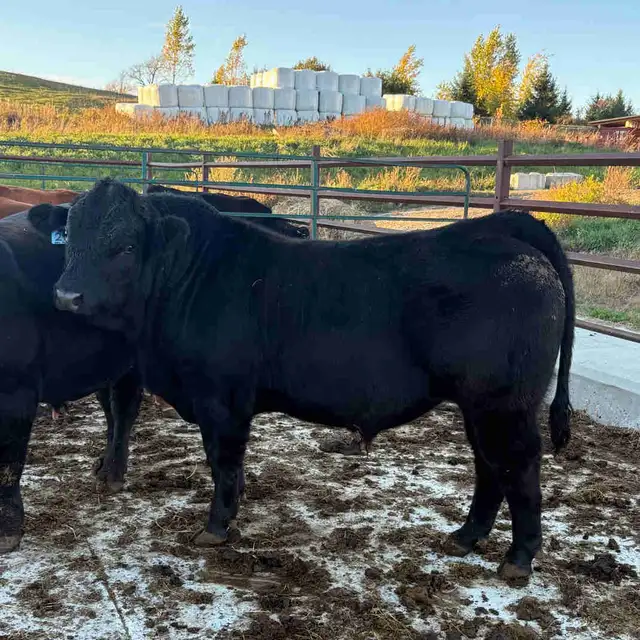 Limousin Bull