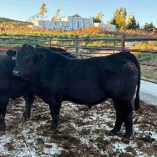 Limousin Bull