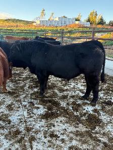 Limousin Bull - Photo 2