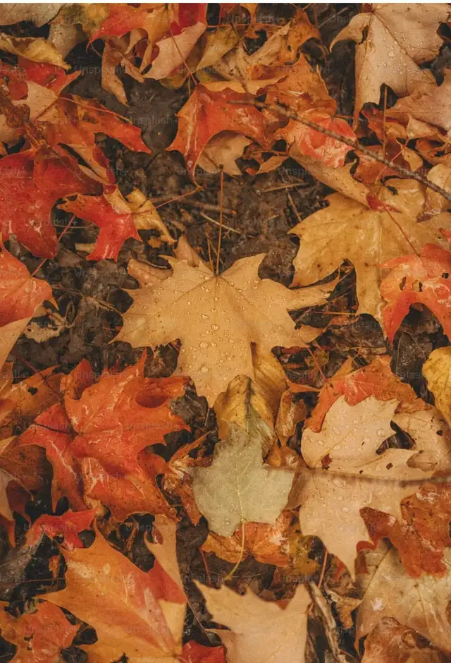 leaf removal starting at $20