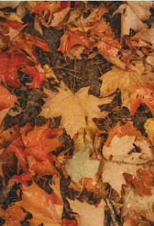 leaf removal starting at $20