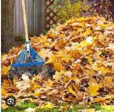 leaf removal starting at $20 - Photo 2
