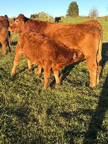 Bull Calves