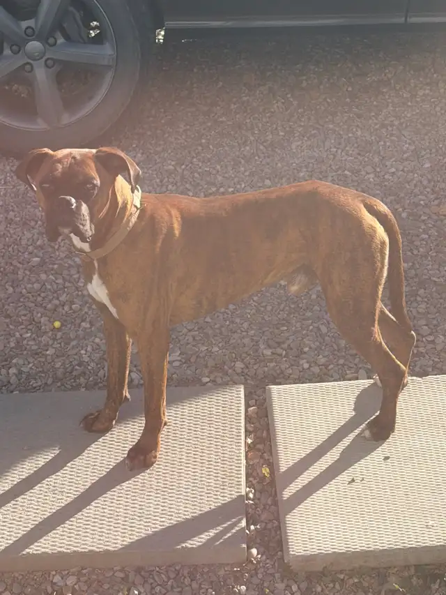 Male Boxer