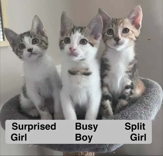 3 Kittens (fees go to charity activities )
