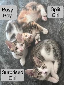 3 Kittens (fees go to charity activities ) - Photo 2