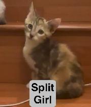 3 Kittens (fees go to charity activities ) - Photo 3