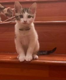 3 Kittens (fees go to charity activities ) - Photo 4