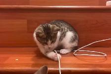 3 Kittens (fees go to charity activities ) - Photo 5