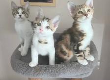 3 Kittens (fees go to charity activities ) - Photo 6