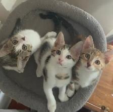 3 Kittens (fees go to charity activities ) - Photo 7