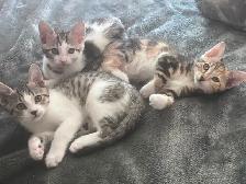 3 Kittens (fees go to charity activities ) - Photo 8