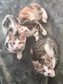 3 Kittens (fees go to charity activities ) - Photo 9