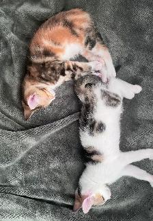 3 Kittens (fees go to charity activities ) - Photo 10