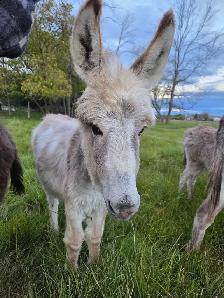 Mini Donkey
