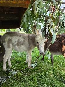 Mini Donkey - Photo 2